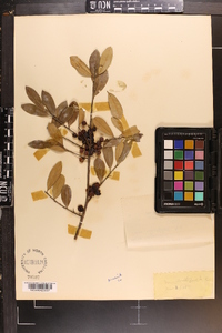 Ilex ambigua image