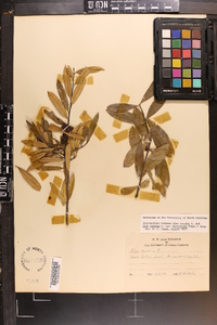 Ilex ambigua image