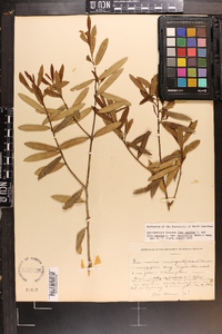 Ilex ambigua image