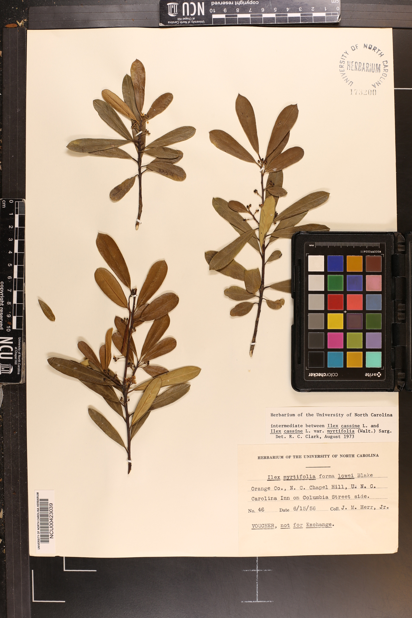 Ilex ambigua image