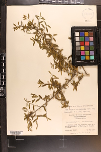 Ilex cassine var. myrtifolia image