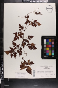 Ampelopsis arborea image