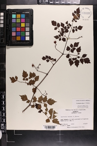 Ampelopsis arborea image