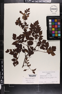 Nekemias arborea image