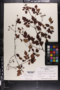 Ampelopsis arborea image