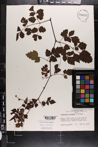 Ampelopsis arborea image