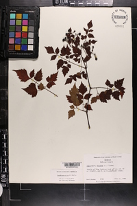 Ampelopsis arborea image