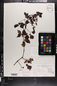 Ampelopsis arborea image