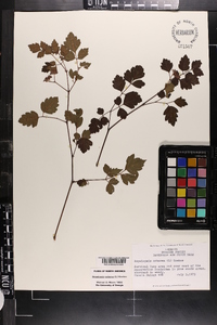 Ampelopsis arborea image