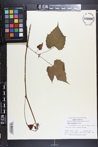 Vitis baileyana image