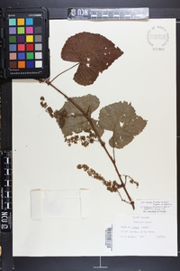 Vitis cinerea var. baileyana image