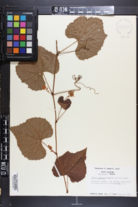 Vitis cinerea image