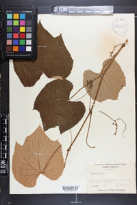 Vitis labrusca image