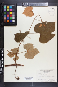 Vitis labrusca image