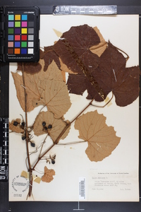 Vitis labrusca image