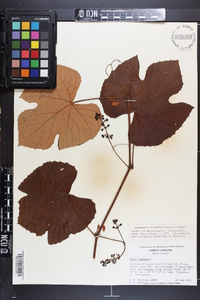 Vitis labrusca image