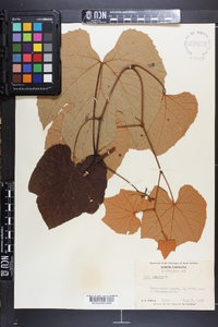 Vitis labrusca image