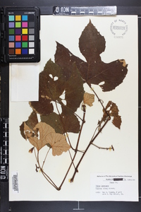 Vitis labrusca image