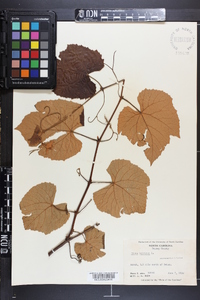 Vitis labrusca image