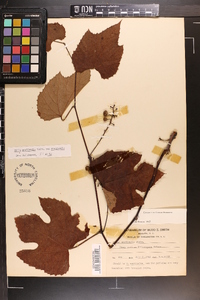 Vitis aestivalis var. aestivalis image