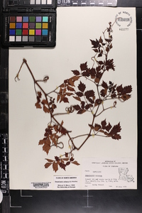 Ampelopsis arborea image