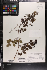 Nekemias arborea image