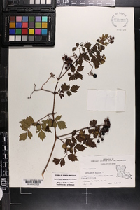 Ampelopsis arborea image