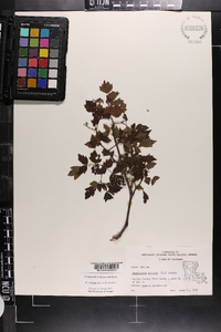 Nekemias arborea image