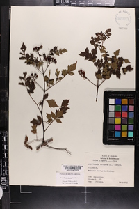 Ampelopsis arborea image