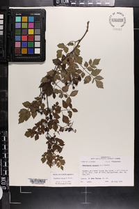 Ampelopsis arborea image