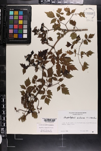 Nekemias arborea image