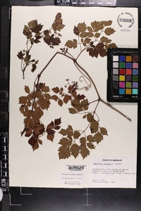 Ampelopsis arborea image