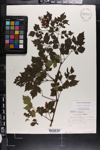 Ampelopsis arborea image