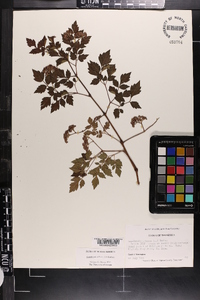 Ampelopsis arborea image