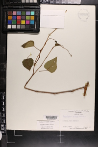 Ampelopsis cordata image