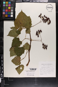 Ampelopsis cordata image