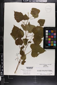 Ampelopsis cordata image