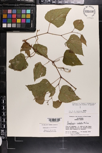 Ampelopsis cordata image