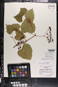 Ampelopsis cordata image