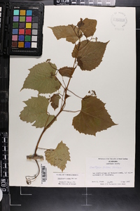 Ampelopsis cordata image