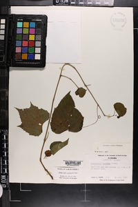 Ampelopsis cordata image