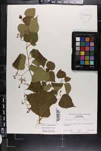 Ampelopsis cordata image