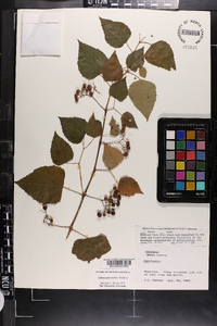 Ampelopsis cordata image