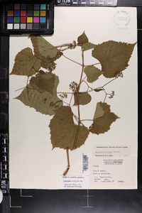 Ampelopsis cordata image