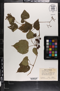 Ampelopsis cordata image