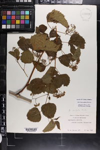 Ampelopsis cordata image