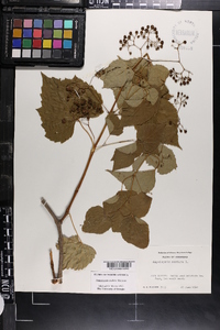 Ampelopsis cordata image