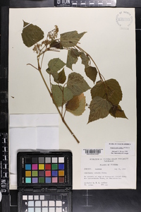 Ampelopsis cordata image