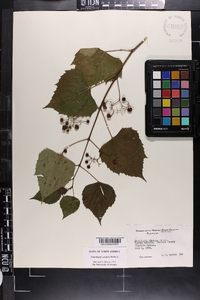 Ampelopsis cordata image