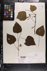 Ampelopsis cordata image